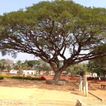 Indira Ganesan, Ordinary Tree, 2014